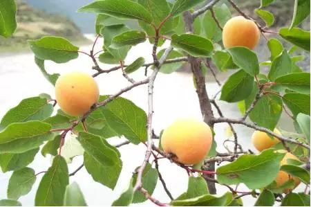 跟我识中药|止咳平喘,润肠通便苦杏仁