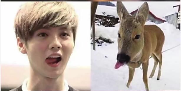 鹿晗原来有多红,鹿晗的人气是多少