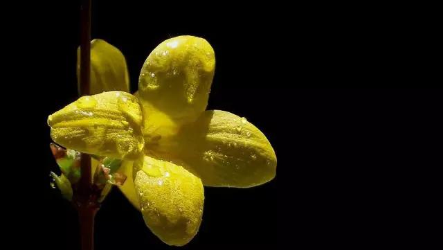 山西绛县连翘花在哪里,绛县看连翘花的地方