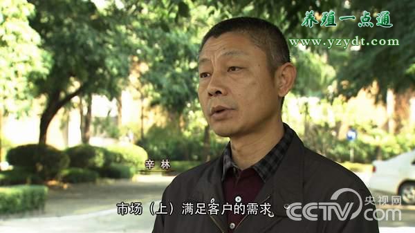 特色养殖养泥鳅助增收,洛阳泥鳅养殖致富路