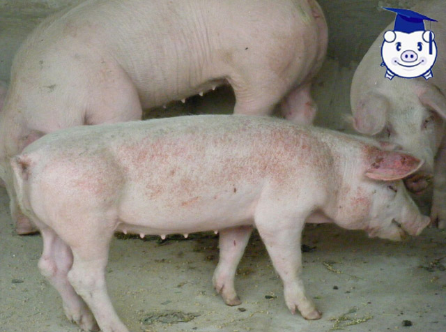 治疗猪高热病的三大忌讳，夏季将至此病不可不防！