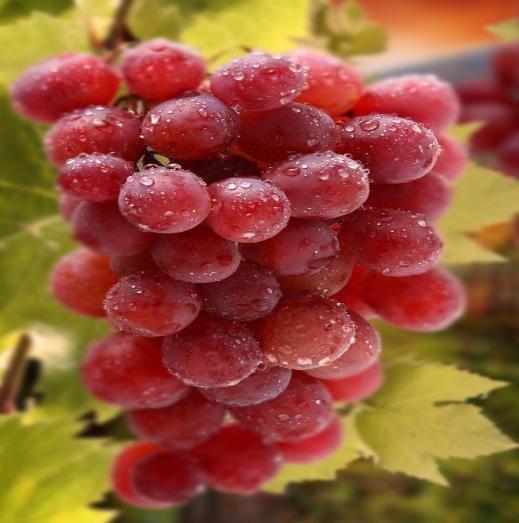 坐月子吃什么蔬菜对宝宝没有影响,坐月子吃什么水果对身体