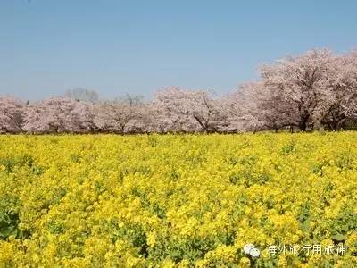 到日本东京玩一玩,去东京从哪里出发方便