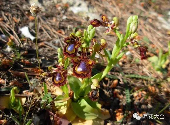 冷知识干货科普植物 (植物大战僵尸2冷门知识)