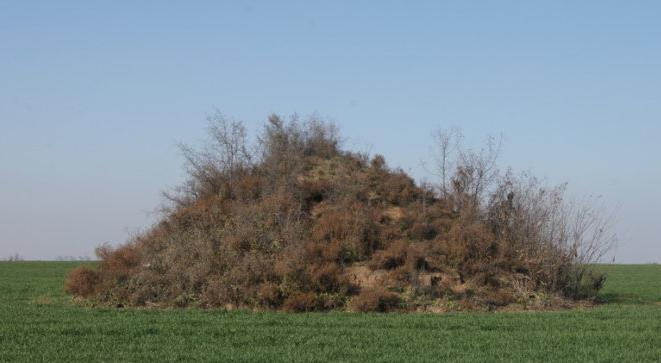 西安古村真实事件,贾里村张勇