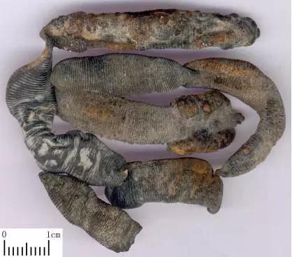 破血比水蛭更强的中药,水蛭有破血通经逐水消肿的功效