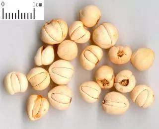 川贝母蒸雪梨止咳化痰做法,枇杷叶川贝母怎么煮水止咳