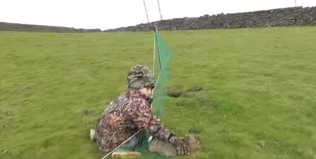 农场野兔,农场野兔泛滥