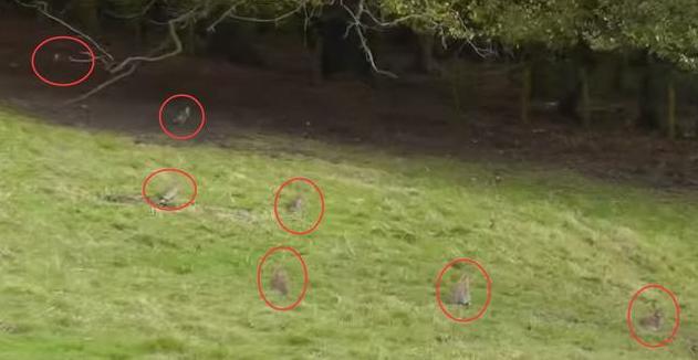 农场野兔,农场野兔泛滥