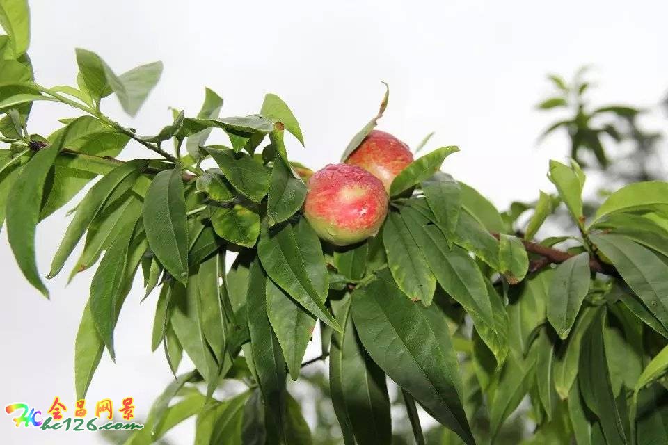 会昌富城瀑布路线,会昌美景画