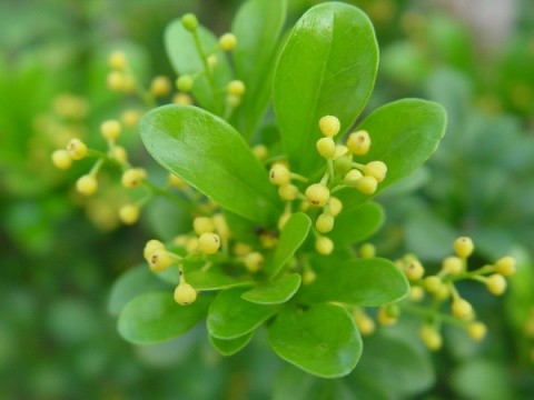 夏季花卉大棚降温最好的方法,夏季室外盆栽怎么降温