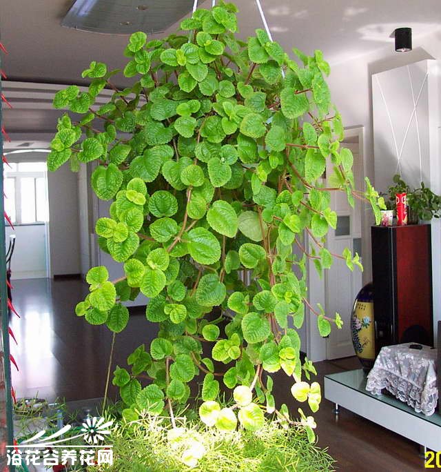 农村有一种草治牙痛特效,有一种草它有致命毒性