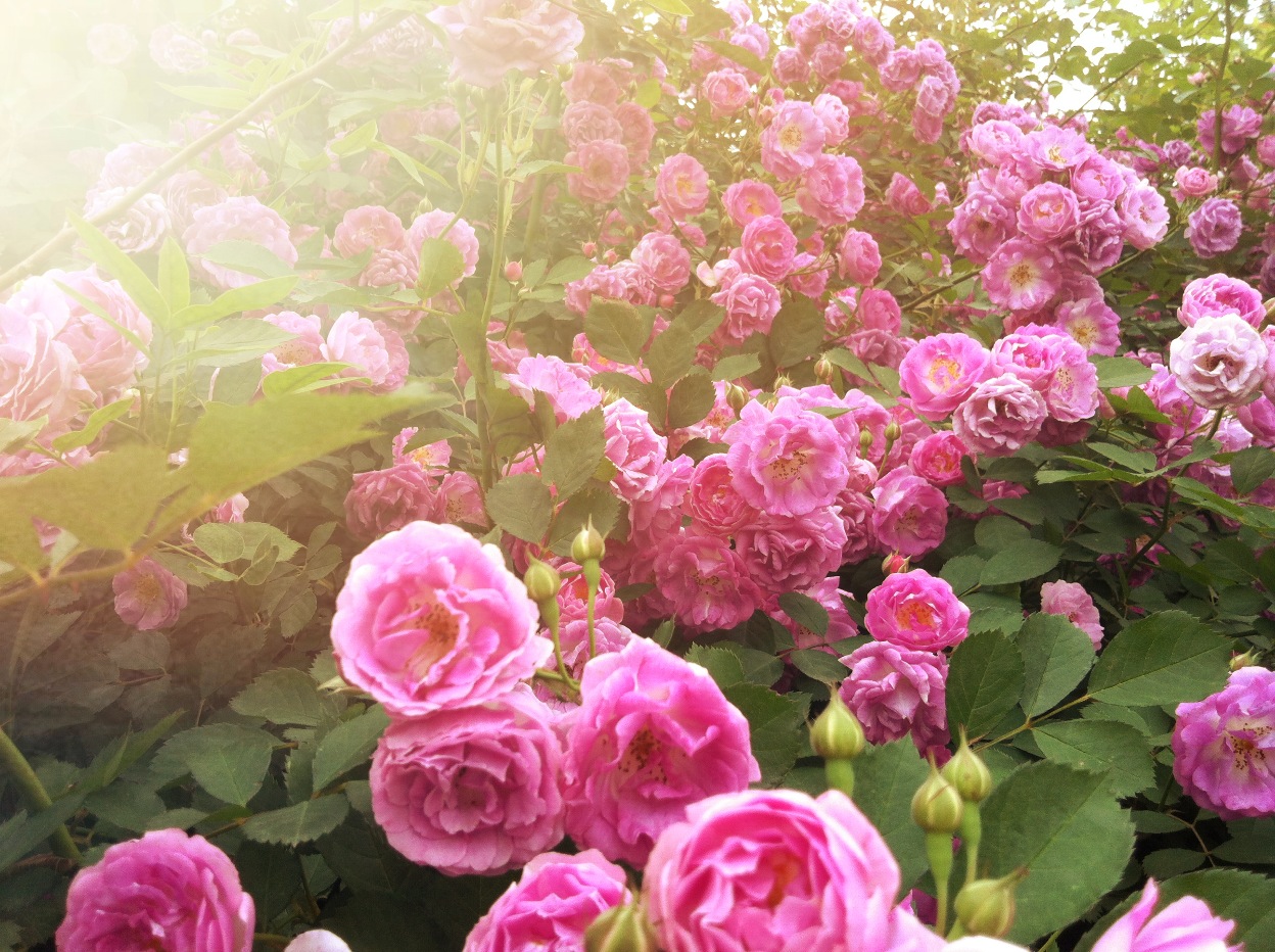 大马士革玫瑰纯露精华水,大马士革玫瑰纯露保湿修复