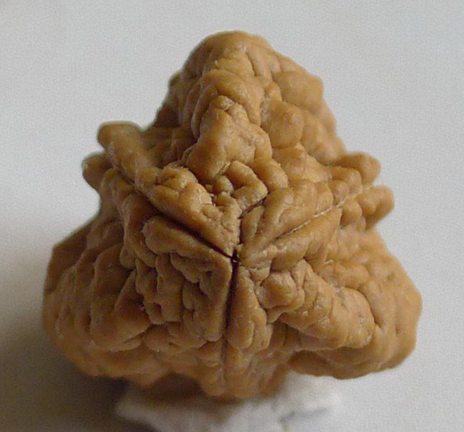 假金刚菩提子图片,真金刚菩提子鉴别真假