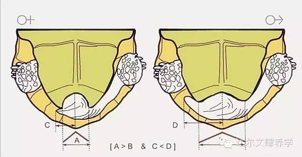 达尔文的象龟,达尔文进化岛最终进化形态