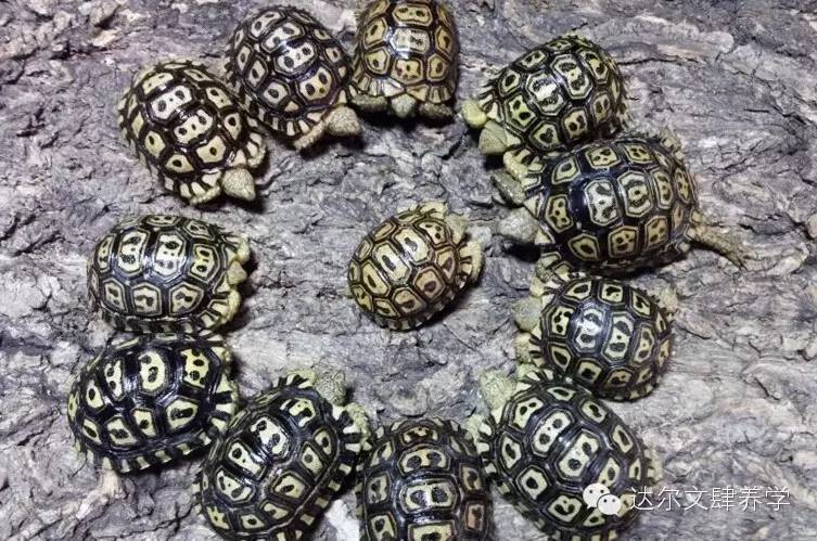 达尔文的象龟,达尔文进化岛最终进化形态