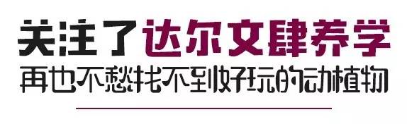 达尔文的象龟,达尔文进化岛最终进化形态