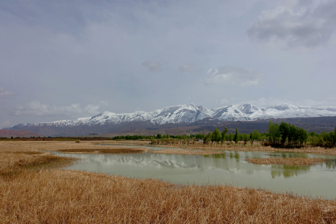 醉美四月天翻唱,醉美贵德
