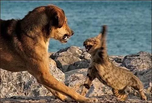 年薪百万的奇葩职业,20个奇葩的职业