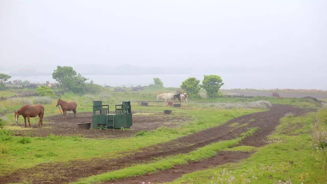 全过程记录，揭秘廉价济州岛跟团游背后的真相