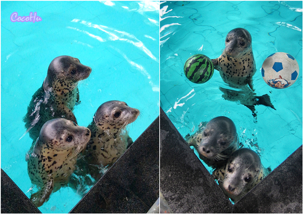中南百草动物园,中南百草园萌宠乐园