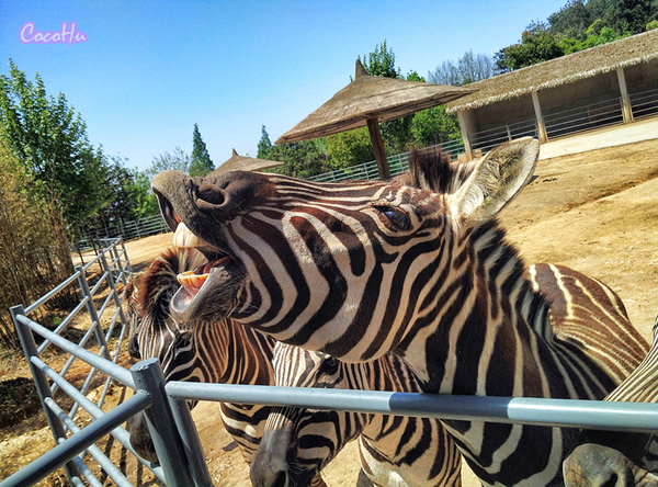中南百草动物园,中南百草园萌宠乐园