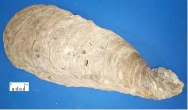 牛奶牡蛎做法,牛奶烩牡蛎