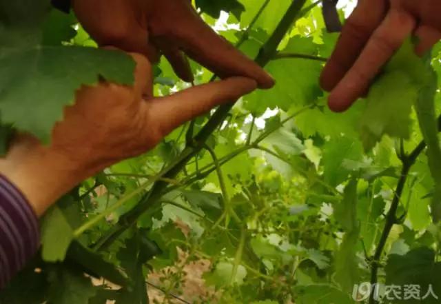 葡萄大小粒的原因及治疗方法,治葡萄大小粒的药