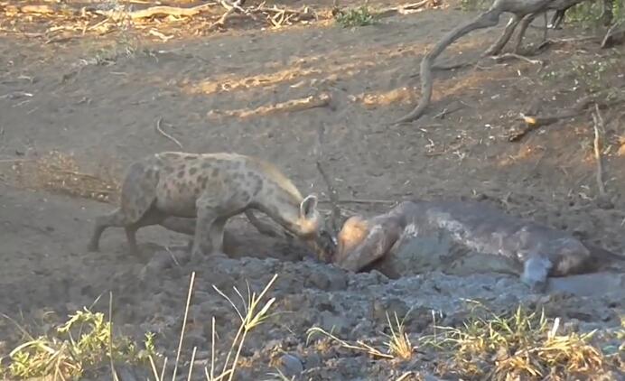 鬣狗活吃水牛,掏肛致肠子外露,头伸进肚子,满脸鲜血,血腥吓人
