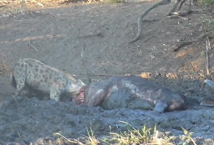 鬣狗活吃水牛,掏肛致肠子外露,头伸进肚子,满脸鲜血,血腥吓人