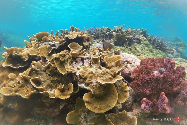 珊瑚海日本,陪你去看海底世界
