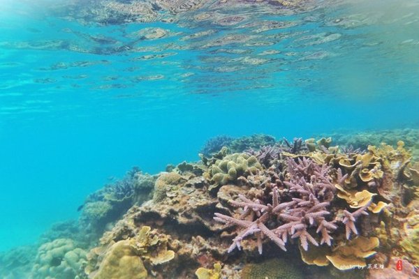 珊瑚海日本,陪你去看海底世界