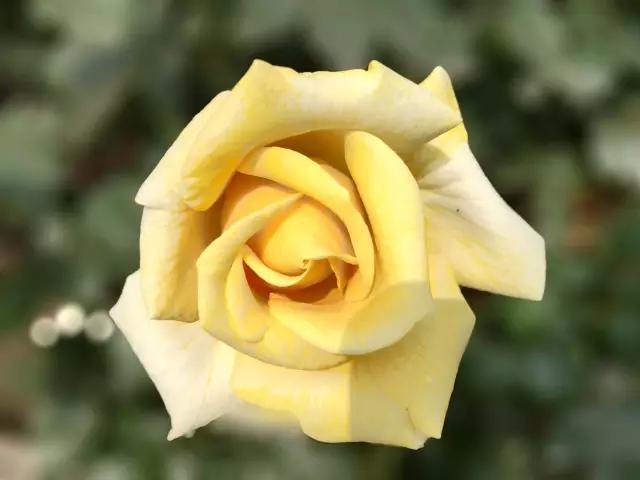 免费cameraraw摄影后期教程入门,推荐几款实用的手机摄影软件