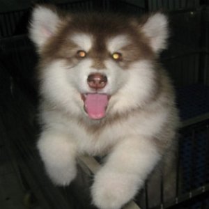 你分得清吗的梗,你分得清骡子驴牛吗