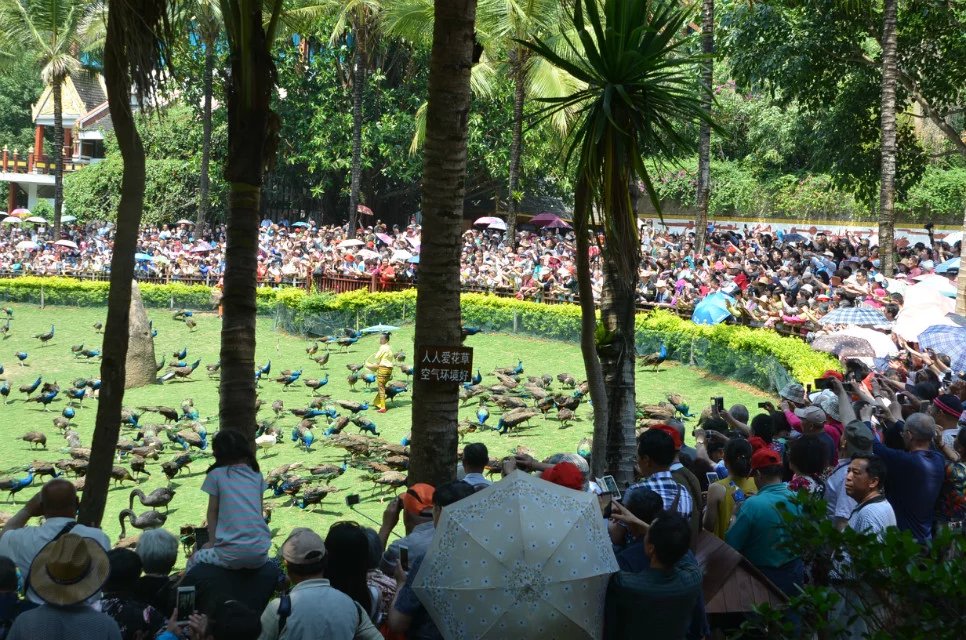 云南有三宝是什么东西,云南有三宝吗