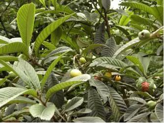 中药枇杷叶怎么熬治咳嗽,止咳良方枇杷叶