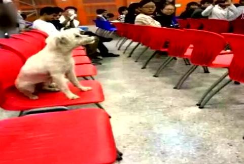 流浪狗引发的问题,关于校园流浪狗的处理问题