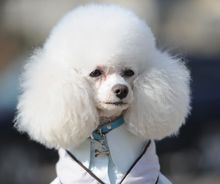 Simon说狗公寓中的精灵小泰迪