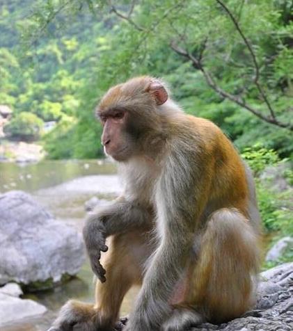 大白兔奶糖老总怎么死的,金丝猴奶糖董事长被猴子砸死