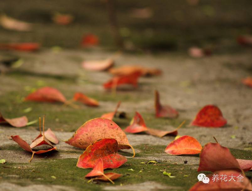 冷知识干货科普植物 (植物大战僵尸2冷门知识)