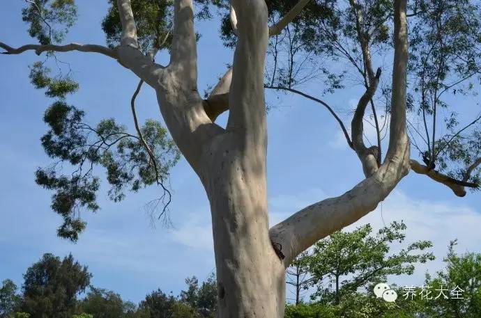 冷知识干货科普植物 (植物大战僵尸2冷门知识)