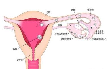 产后孕妈要做的五件事,孕妈产后身体问题