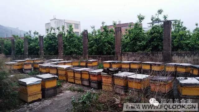 福清依巴扎根深山几十载,只为酿造原生纯蜜