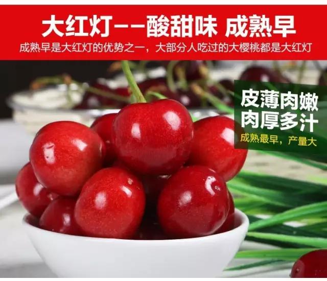 白鹿原采摘大樱桃,去白鹿原采摘樱桃