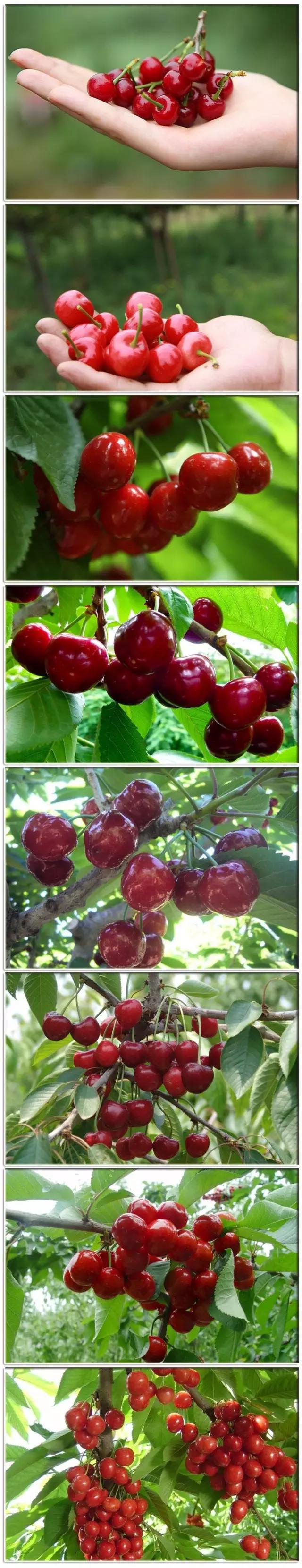 白鹿原采摘大樱桃,去白鹿原采摘樱桃