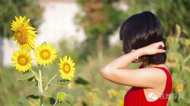 女导游单身旅游,为什么女导游都成剩女