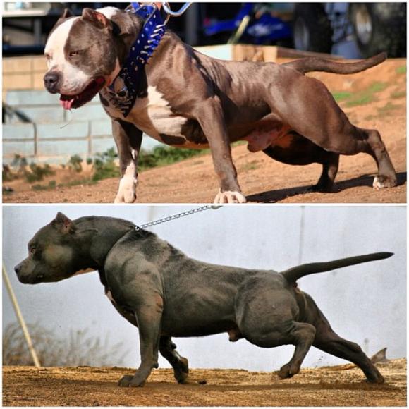 世界上能单挑野猪的动物,世界上敢和猛兽搏斗的犬