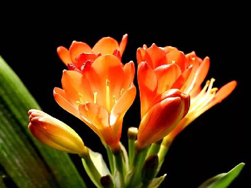 夏季花卉大棚降温最好的方法,夏季室外盆栽怎么降温