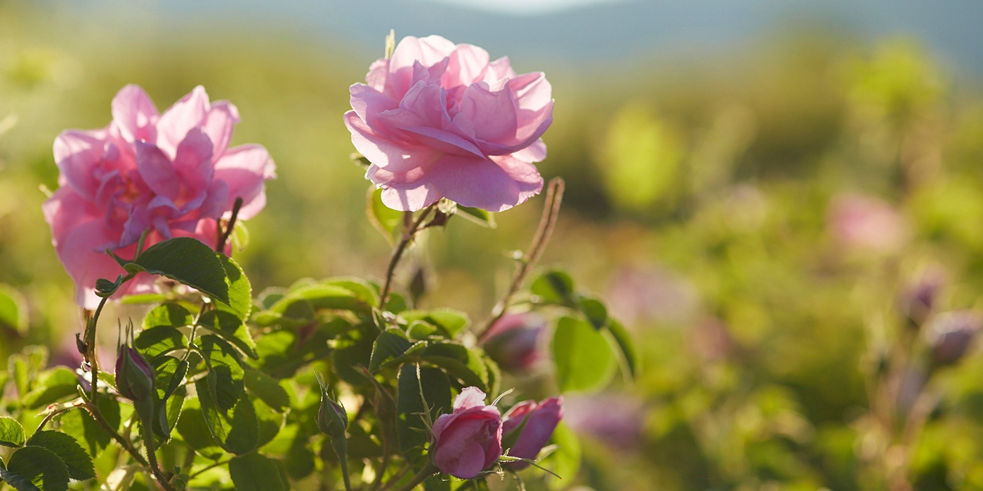 大马士革玫瑰纯露精华水,大马士革玫瑰纯露保湿修复