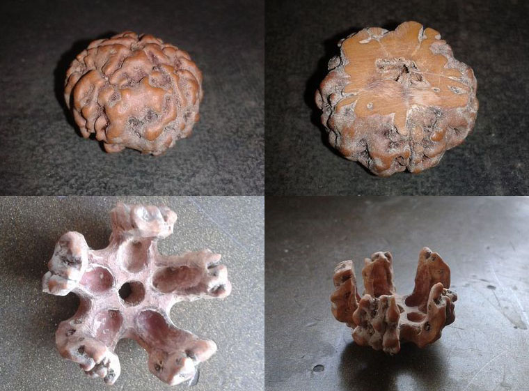 假金刚菩提子图片,真金刚菩提子鉴别真假